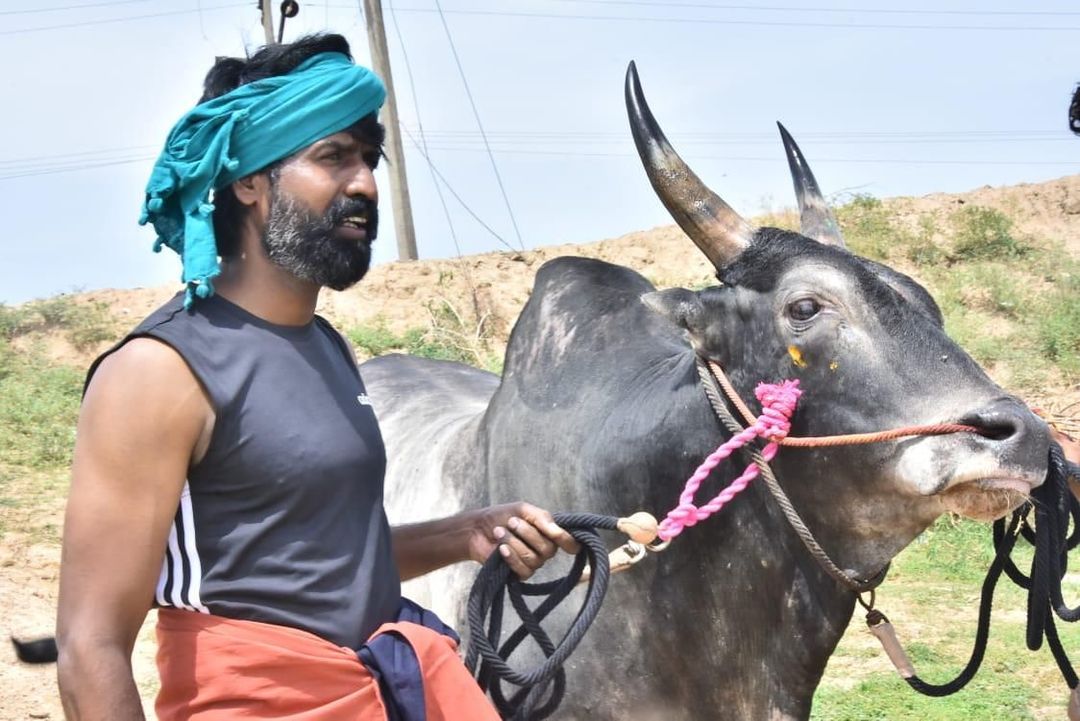 ஜல்லிகட்டில் பரிசுகளை குவித்த நடிகர் சூரி வளர்க்கும் “கருப்பன்” காளை