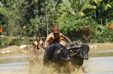 தடைகளை கடந்து சாதனை படைத்து வரும் 'காந்தாரா'